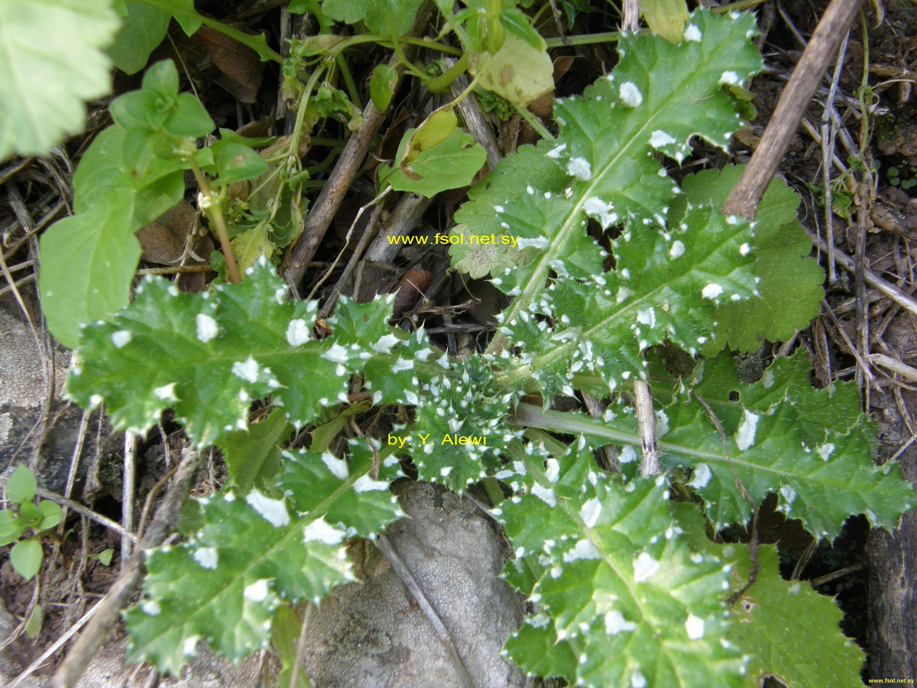 Carduus argentatus L.